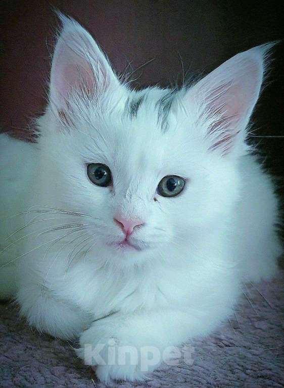 Кошки в Москве: Мейн-кун котёнок Девочка, 14 870 руб. - фото 2