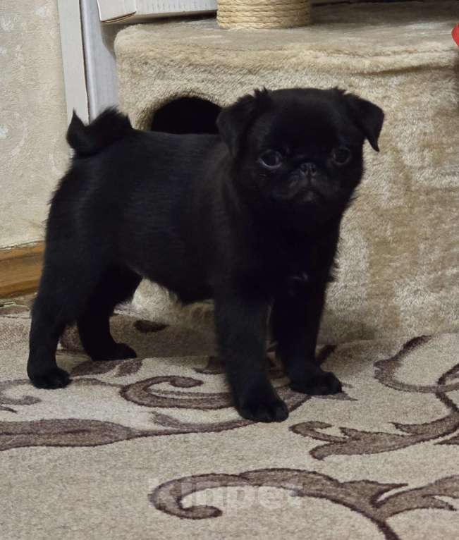 Собаки в Тамбове: Щенок мопса Девочка, 50 000 руб. - фото 2