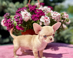Собаки в Москве: Голубоглазый малыш чихуахуа💙 Мальчик, Бесплатно - фото 8