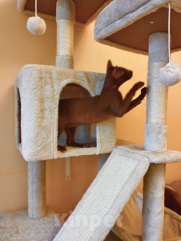 Кошки в Москве: Ориентальные котята Мальчик, 40 000 руб. - фото 6