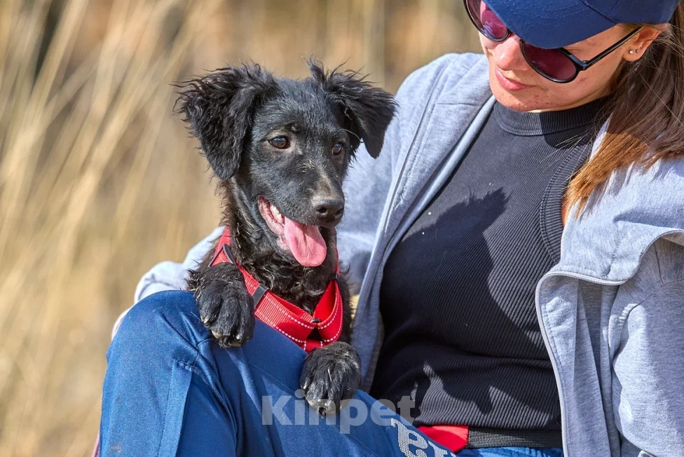Собаки в Москве: Маленькая собака щенок в дар Девочка, Бесплатно - фото 5