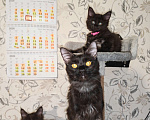 Кошки в Перми: Котята мейн-кун Девочка, 25 000 руб. - фото 6