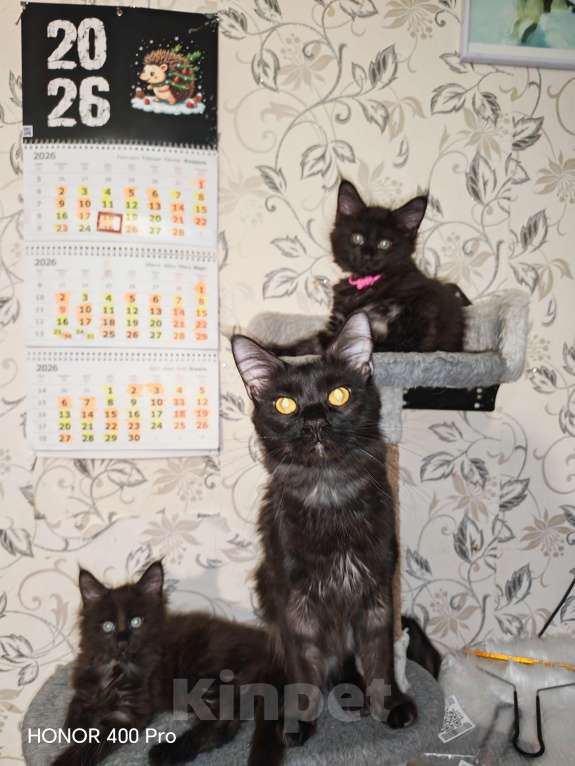 Кошки в Перми: Котята мейн-кун Девочка, 25 000 руб. - фото 6