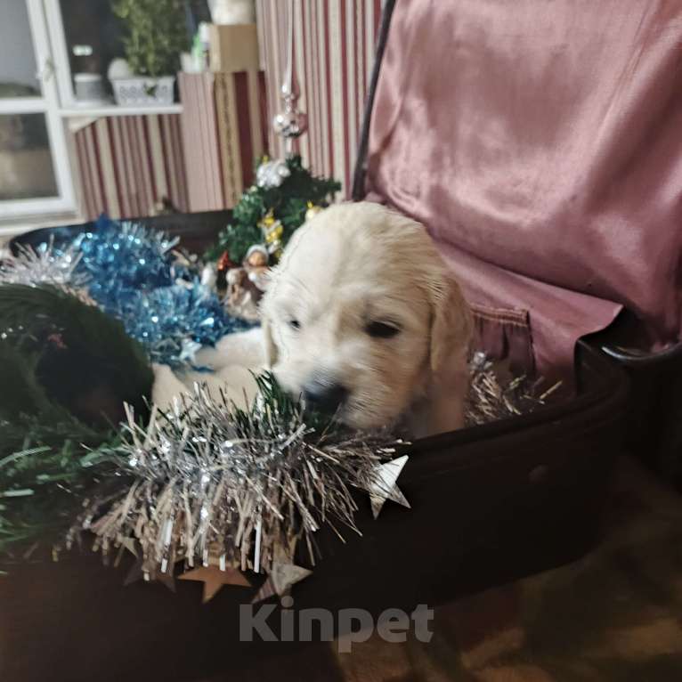 Собаки в Екатеринбурге: Щенок золотистого ретривера Мальчик, Бесплатно - фото 1