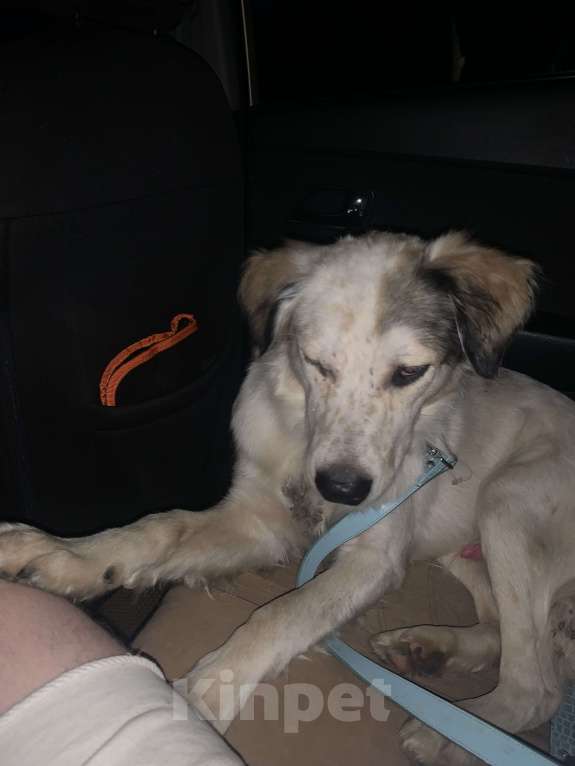 Собаки в Мытищах: Взяли на передержку, отдадим в добрые руки Мальчик, 1 руб. - фото 3