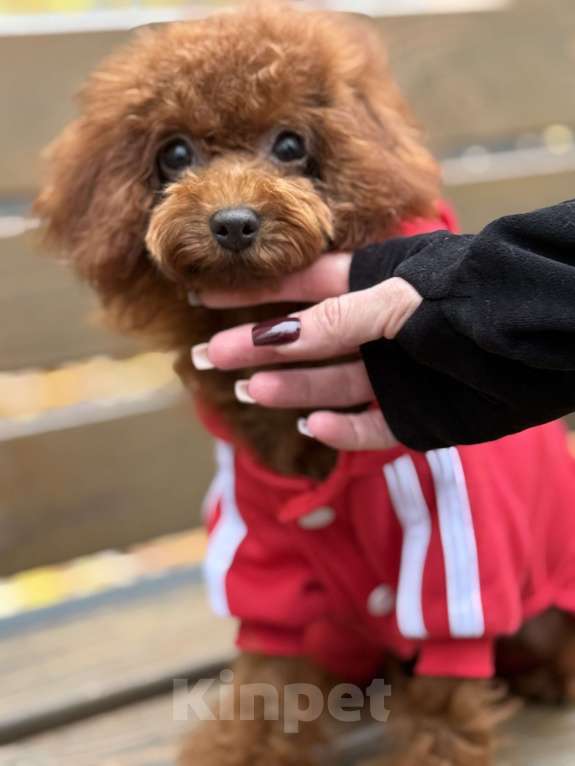 Собаки в Москве: Той пудель импорт Китай  Девочка, 180 000 руб. - фото 1