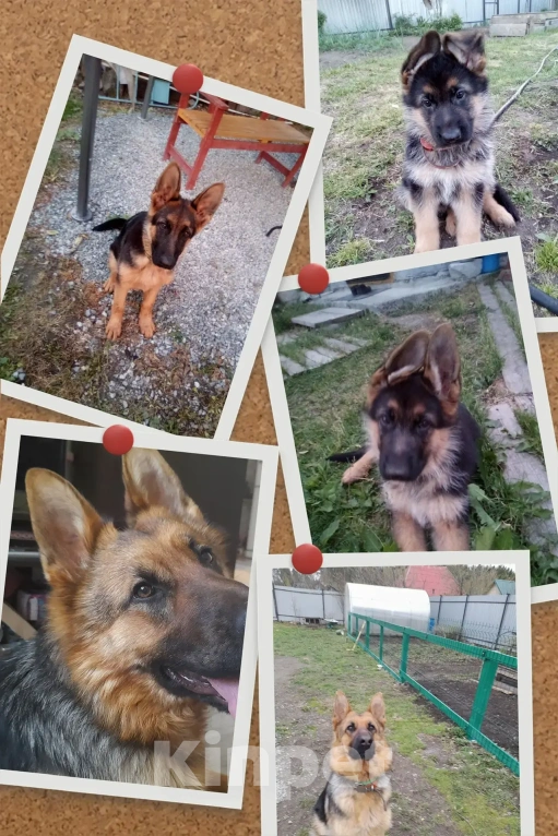 Собаки в Екатеринбурге: Продажа Девочка, 15 000 руб. - фото 3