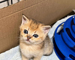 Кошки в Самаре: Шотландские котята (золотая шиншилла) Разнополые, 25 000 руб. - фото 3