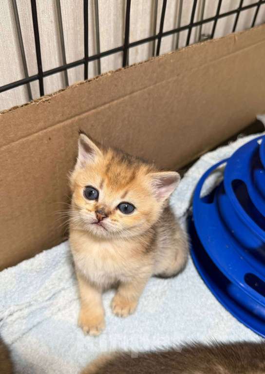 Кошки в Самаре: Шотландские котята (золотая шиншилла) Разнополые, 25 000 руб. - фото 3