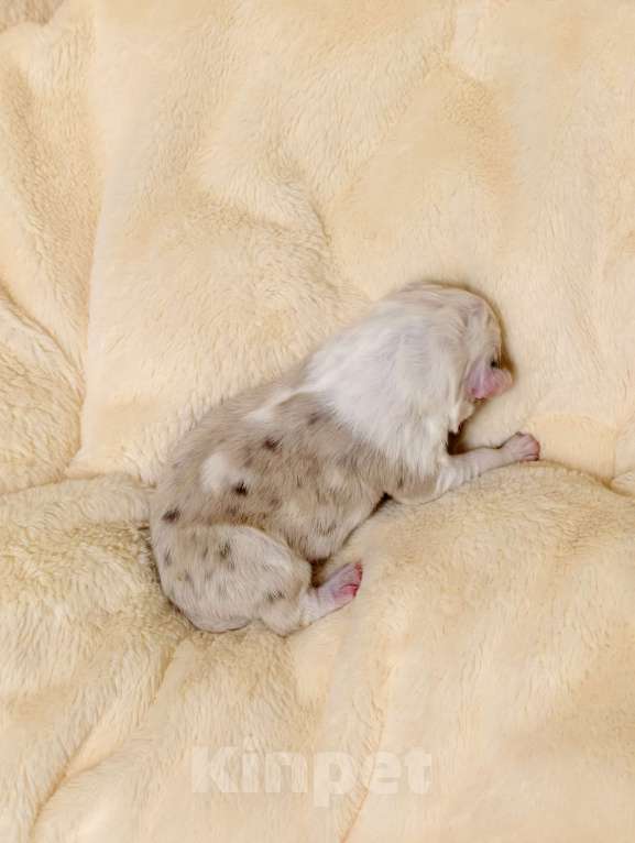 Собаки в Солнечногорске: Щенки австралийской овчарки/ аусси Мальчик, 70 000 руб. - фото 2