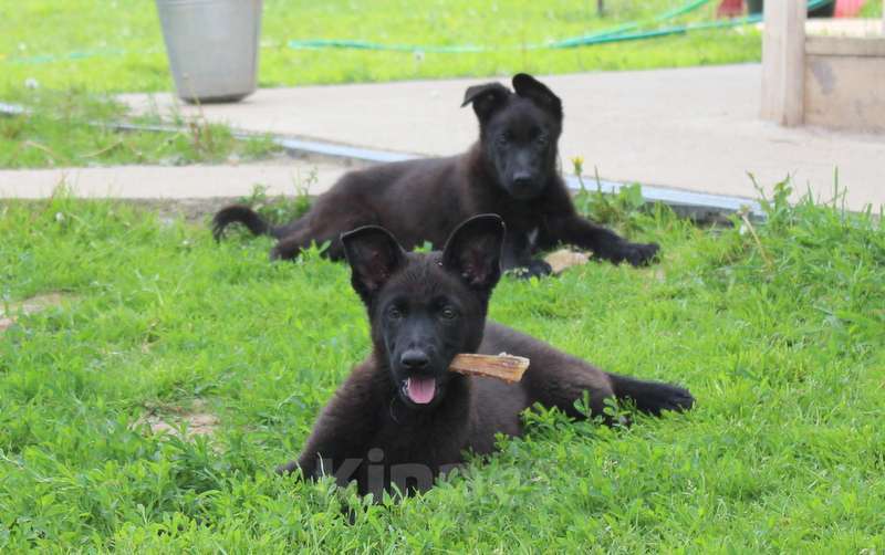 Собаки в Москве: Щенки восточноевропейской овчарки  Девочка, 45 000 руб. - фото 2