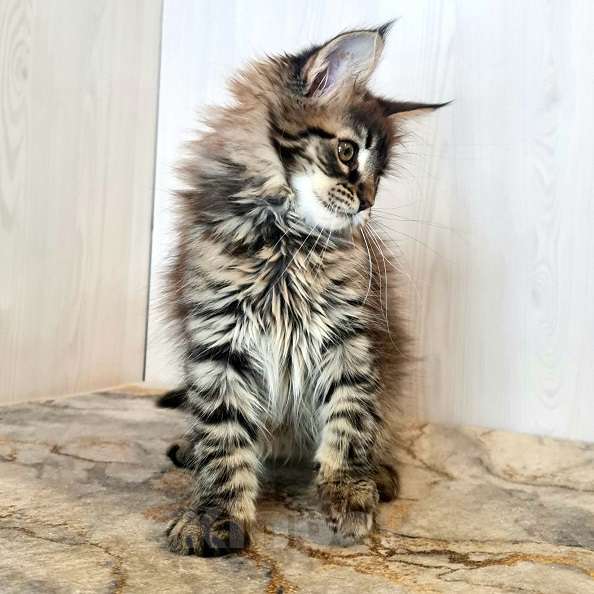 Кошки в других городах Ярославской области: Котята Мейн кун Девочка, Бесплатно - фото 7