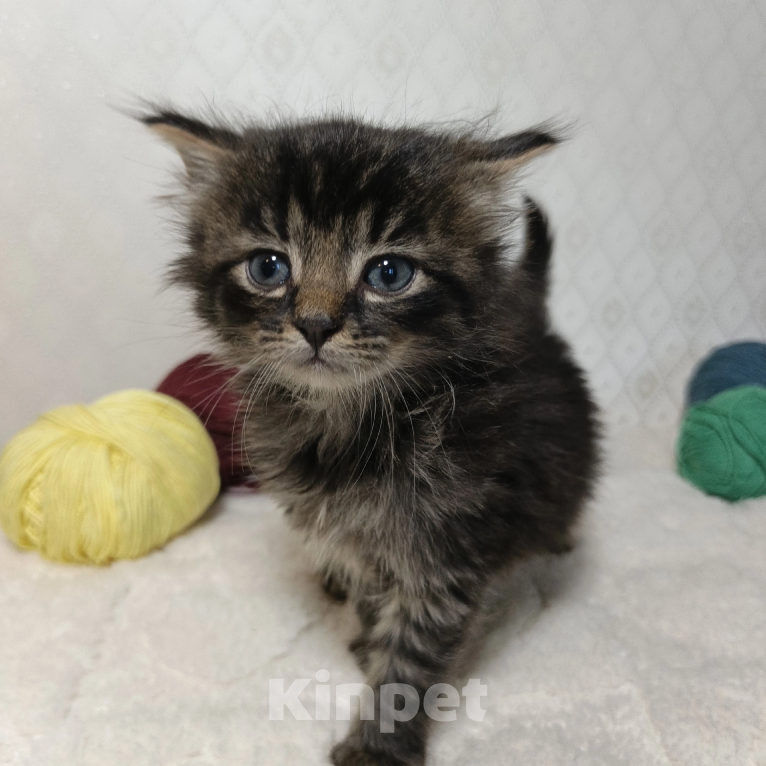 Кошки в Санкт-Петербурге: Кузя котенок Мальчик, Бесплатно - фото 2