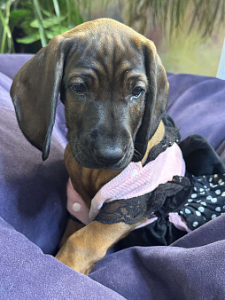 Баварская горная гончая ! Девочка Виолетта!