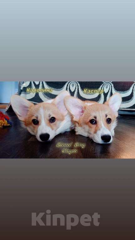 Собаки в Волгограде: Щенок вельш корги пемброк Мальчик, 50 000 руб. - фото 1