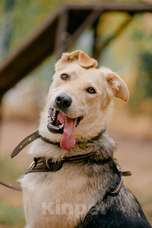 Собаки в Москве: Лада Девочка, Бесплатно - фото 3