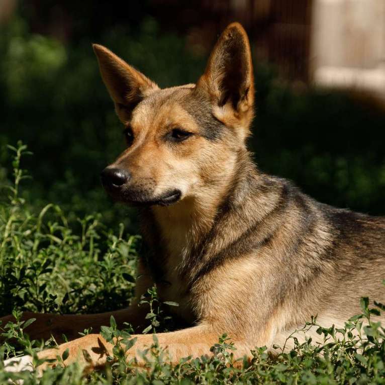 Собаки в Москве: Лана Девочка, Бесплатно - фото 3