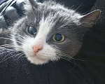 Кошки в Москве: Маленькая нежная кошка ищет дом Девочка, Бесплатно - фото 3