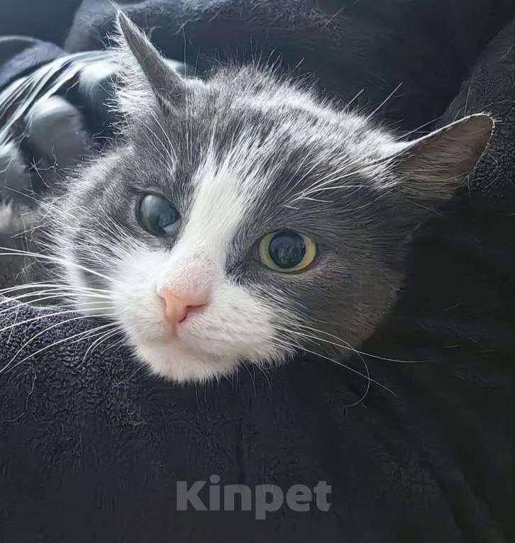 Кошки в Москве: Маленькая нежная кошка ищет дом Девочка, Бесплатно - фото 3