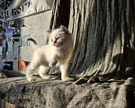 Кошки в Владивостоке: Bambie Мальчик, 65 000 руб. - фото 9