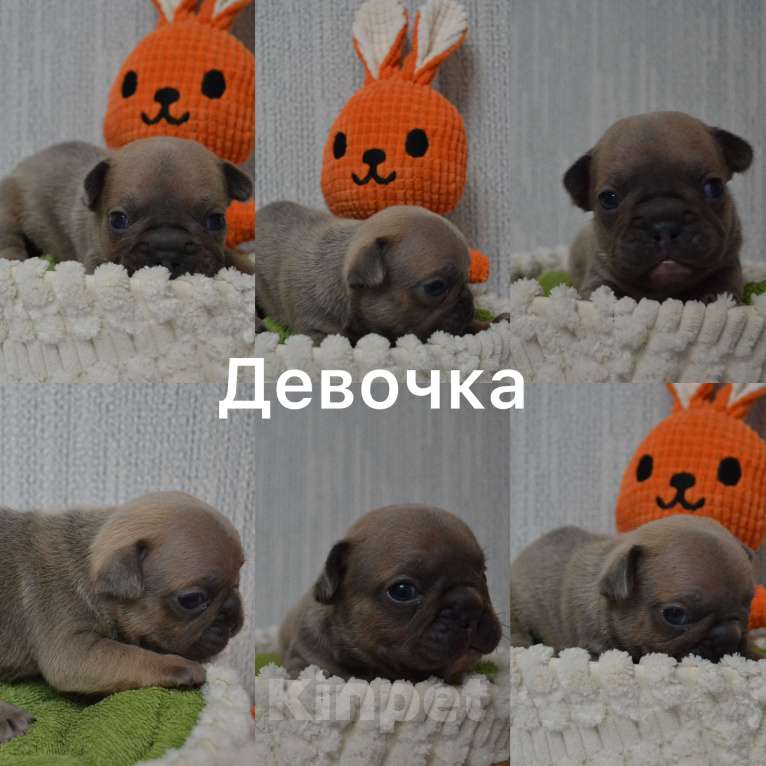 Собаки в Сергиеве Посаде: Щенок Французского бульдога Девочка, 70 000 руб. - фото 1