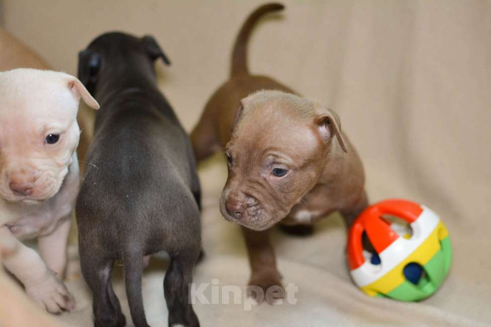 Собаки в Санкт-Петербурге: Продаем Девочка, 29 000 руб. - фото 8