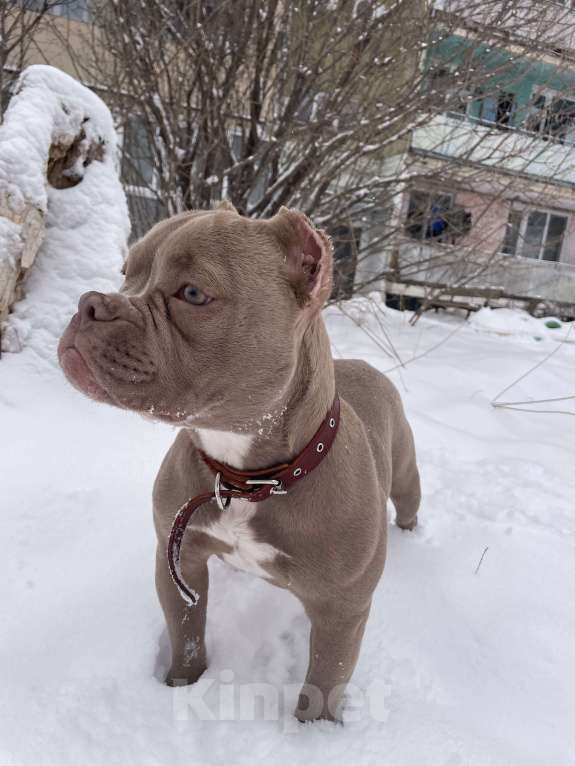 Собаки в Уссурийске: Щенок Американский булли покет Девочка, 150 000 руб. - фото 5