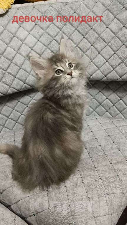 Кошки в Донецке: Мейн кун девочка Девочка, 50 000 руб. - фото 4
