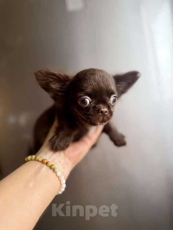 Собаки в Ростове-на-Дону: Чихуахуа мальчик Мальчик, 35 000 руб. - фото 6