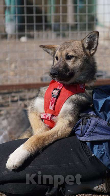 Собаки в Ногинске: Щенок ищет дом Девочка, Бесплатно - фото 8