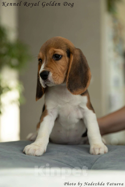 Собаки в Москве: Щенки Бигль  Девочка, 60 000 руб. - фото 2