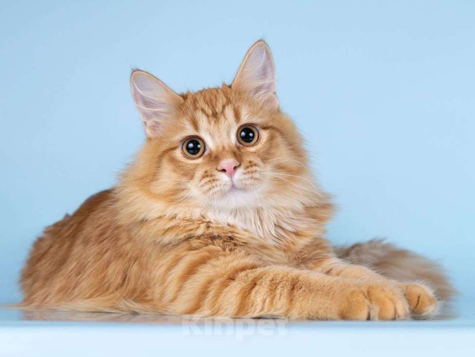 Кошки в Москве: Нежный ласковый рыжий котик Лютик Мальчик, Бесплатно - фото 7