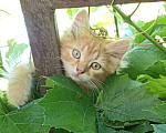 Кошки в Орле: Умный и ласковый рыжик ищет дом! Мальчик, Бесплатно - фото 2