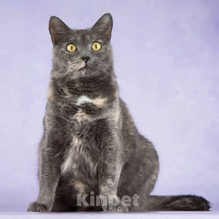 Кошки в Москве: Спасите Лизу из клеточки! Девочка, Бесплатно - фото 5