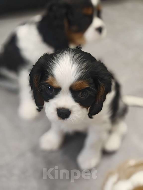 Собаки в Санкт-Петербурге: Кавалер Кинг Чарльз спаниель Мальчик, 100 руб. - фото 9
