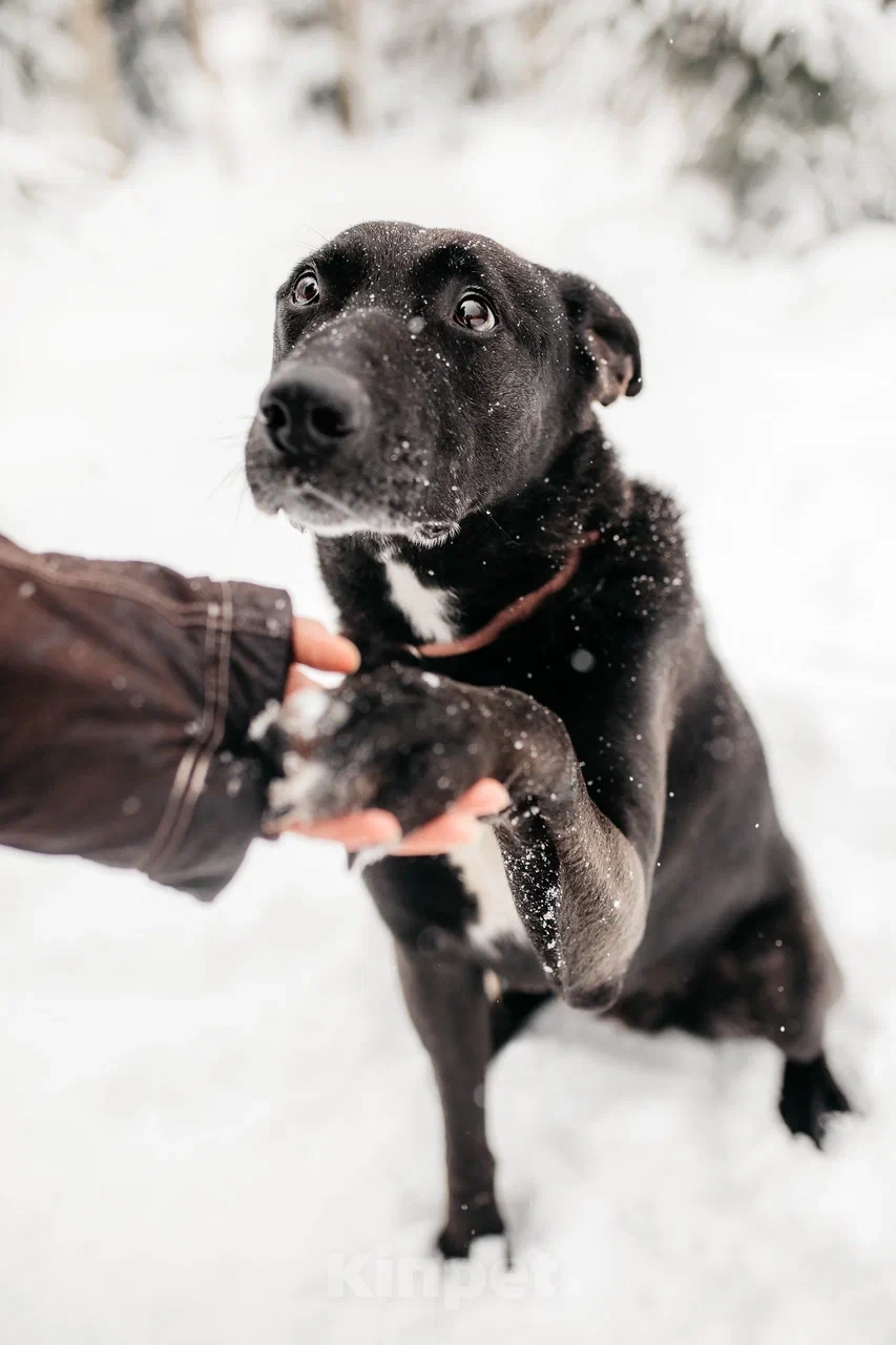 Собаки в Москве: Интеллектуальный и сильный Лавр. Он же Лавров, он же Лавруша. Мальчик, Бесплатно - фото 8