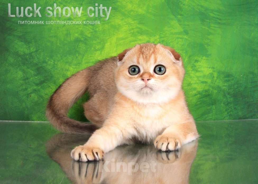 Кошки в Санкт-Петербурге: Золотая скоттиш-фолд Девочка, 75 000 руб. - фото 3