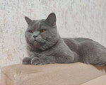 Кошки в Кингисеппе: Шотландец - вязка, 500 руб. - фото 1
