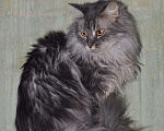 Кошки в Кингисеппе: Голубая мраморная кошечка, 2 000 руб. - фото 4