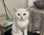 Кошки в Нытве: Котёнок девочка Девочка, 6 000 руб. - фото 5