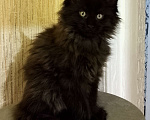 Кошки в Майкопе: Девочка полидакт в шикарной чёрной шубке Девочка, 50 000 руб. - фото 1