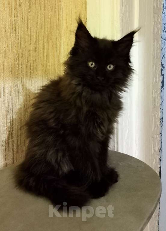 Кошки в Майкопе: Девочка полидакт в шикарной чёрной шубке Девочка, 50 000 руб. - фото 1