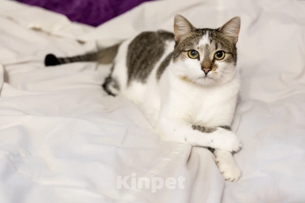 Кошки в Москве: ласковый котик Бантик ищет дом Мальчик, Бесплатно - фото 2