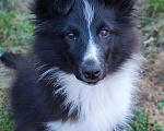 Собаки в Тюмени: Блек Фокс Ратибор Мальчик, 80 000 руб. - фото 1