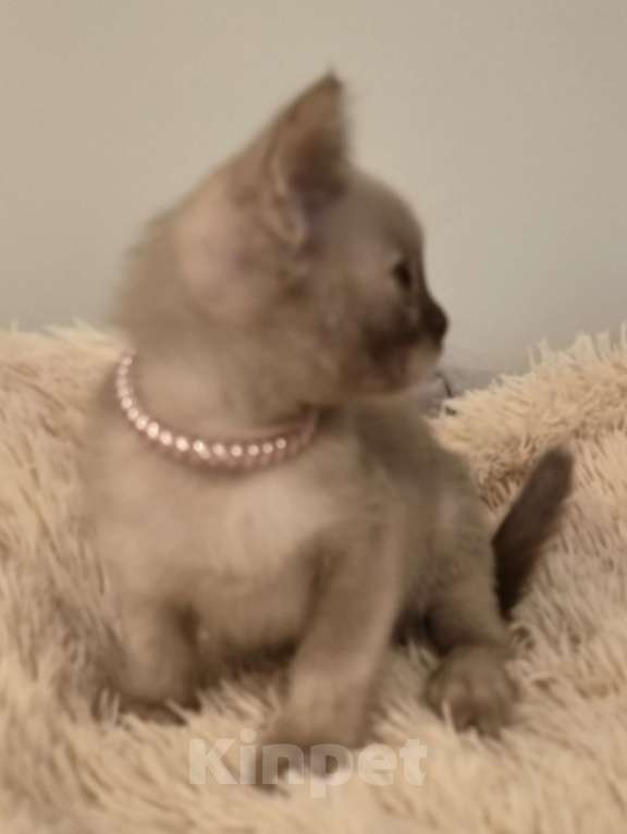 Кошки в Краснодаре: Шоколадные черепахи Девочка, Бесплатно - фото 2