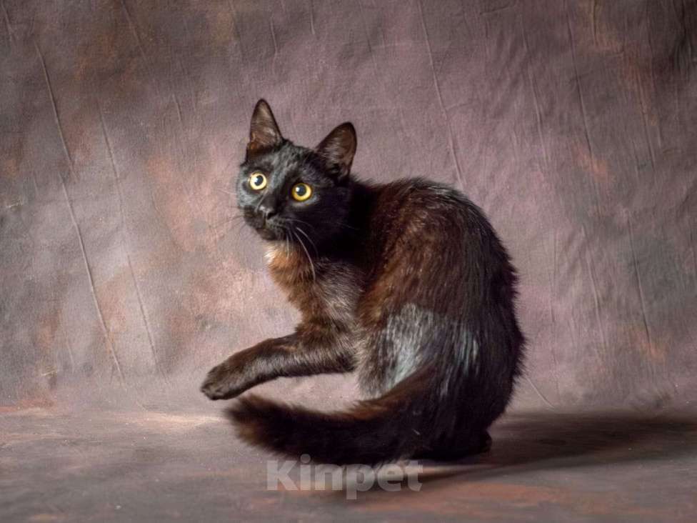 Кошки в Москве: Особенный котик Крис в добрые руки  Мальчик, Бесплатно - фото 1