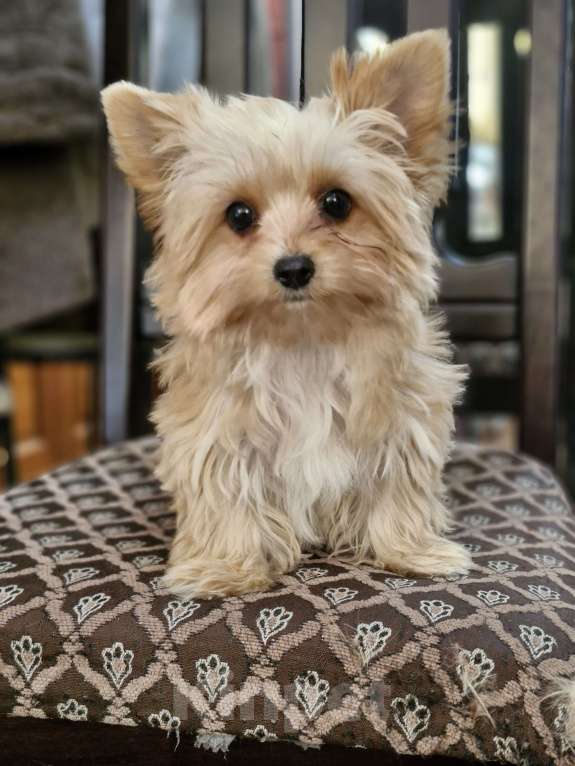 Собаки в Ростове-на-Дону: Голддаст йорк Мальчик, 35 000 руб. - фото 1