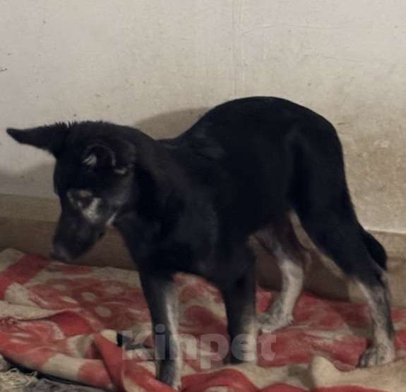 Собаки в Москве: Щенки в поиске дома! Срочно Мальчик, Бесплатно - фото 2