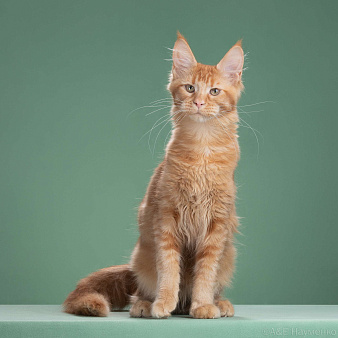 Яркая звездочка