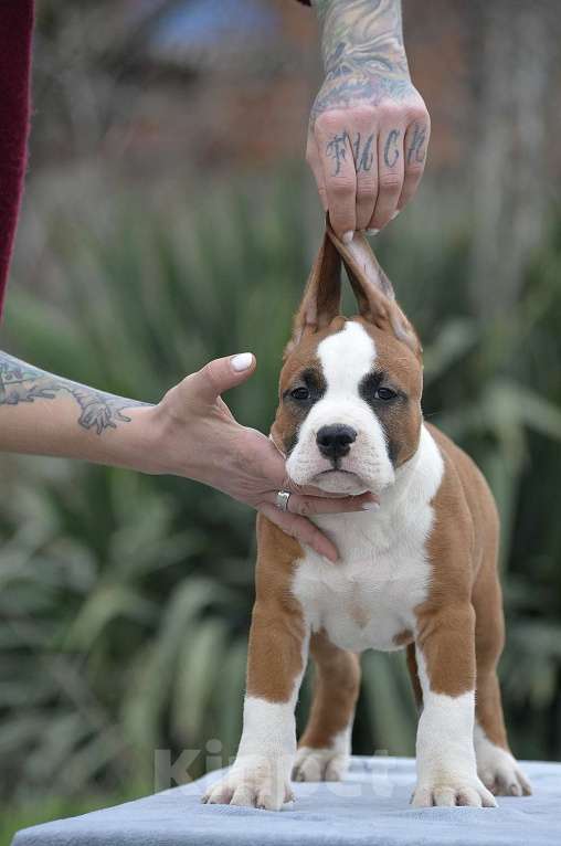 Собаки в Краснодаре: Щенок амстаффа РКФ Мальчик, 60 000 руб. - фото 9